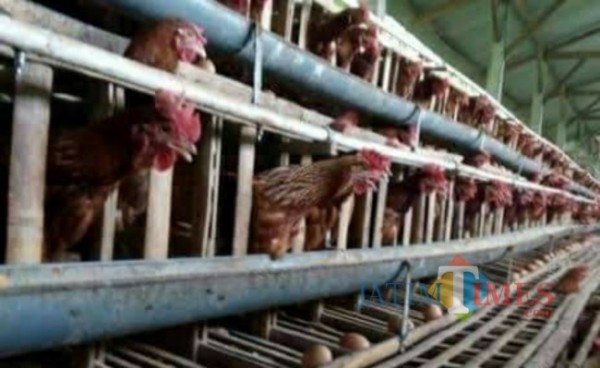 Harga Telur Kembali Anjlok, Peternak Ayam di Tulungagung “Cuci Kandang”