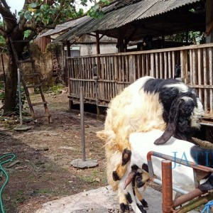 Kisah Sukses Perangkat Desa di Blitar, Hasilkan Puluhan Juta Perbulan dari Jual Jasa Kawin Kambing