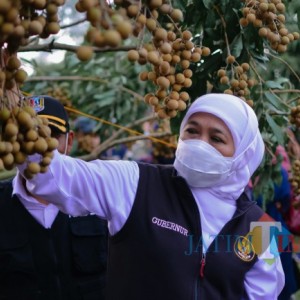 Gubernur Khofifah Petik Buah Kelengkeng Sugihan di Tuban