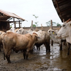 Mas Dhito Minta Limbah Kotoran Sapi Dikelola Baik, Maksimalkan Pendapatan Peternak