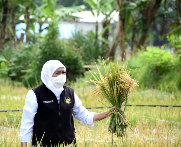 Gubernur-Khofifah-Panen-Raya-3ba3d508e01e653cb.jpg