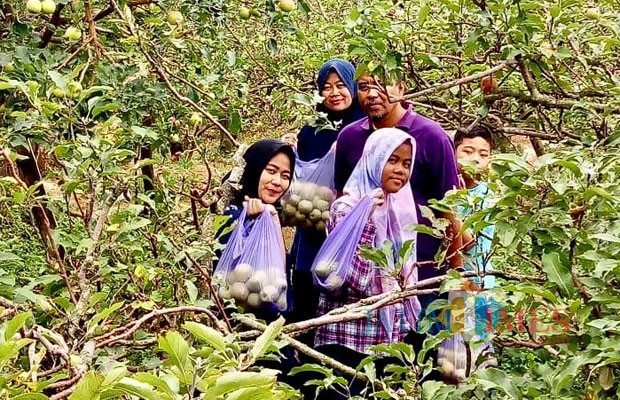Wisatawan saat menunjukkan apelnya di kebun apel Desa Tulungrejo.