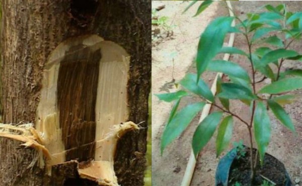 Salah Satu Tanaman Surga Ternyata Ada di Indonesia, Harganya Capai ...