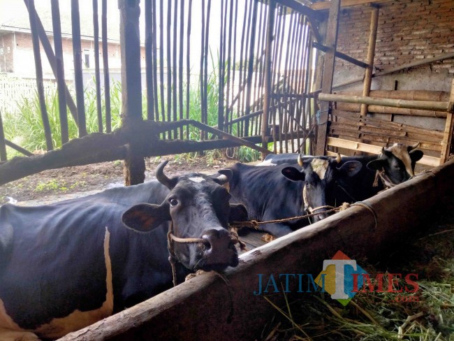 Ilustrasi ternak sapi perah di Kecamatan Pujon.(Foto: Riski Wijaya/MalangTIMES).