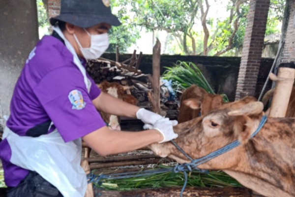 Pemerintah Kota Kediri melalui Dinas Ketahanan Pangan dan Pertanian (DKPP) menyambangi kandang peternak di Kecamatan Mojoroto dan Pesantren untuk memantau perkembangan kasus PMK di Kota Kediri, Senin (13/6). (Foto: Dok. Istimewa)