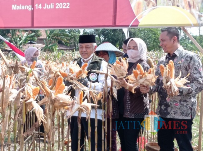 Bupati Malang HM Sanusi saat memanen jagung hasil panen raya (foto: Hendra Saputra/JatimTIMES) 