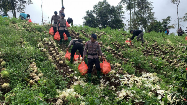 Anggota lintas komunitas saat memanen sayur di area pertanian Dusun Junggo, Desa Tulungrejo, Kecamatan Bumiaji, Kota Batu, Sabtu (15/10/2022).