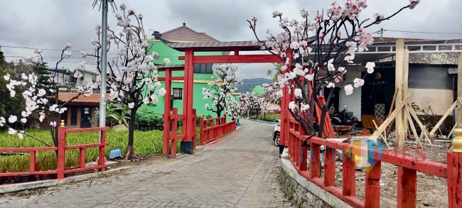 Ketua TP PKK Kota Batu Wibi Asri Santoso menggunakan kimono berada di Kampung Sakura, kawasan RT 5 RW 11 Desa Sidomulyo, Kecamatan Batu.