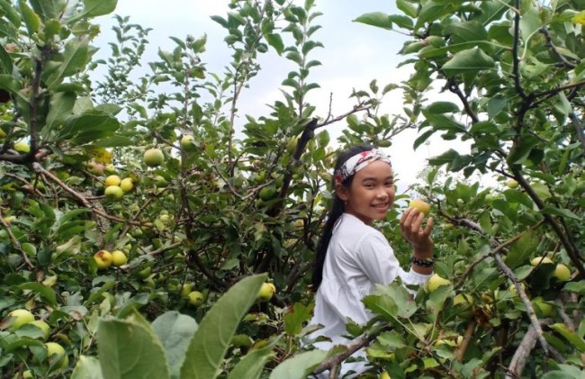 wisatawan yang berkunjung ke kebun petik apel mandiri di kota batu, Senin, (20/03/2023).(Foto: petikapelmandiri.com)