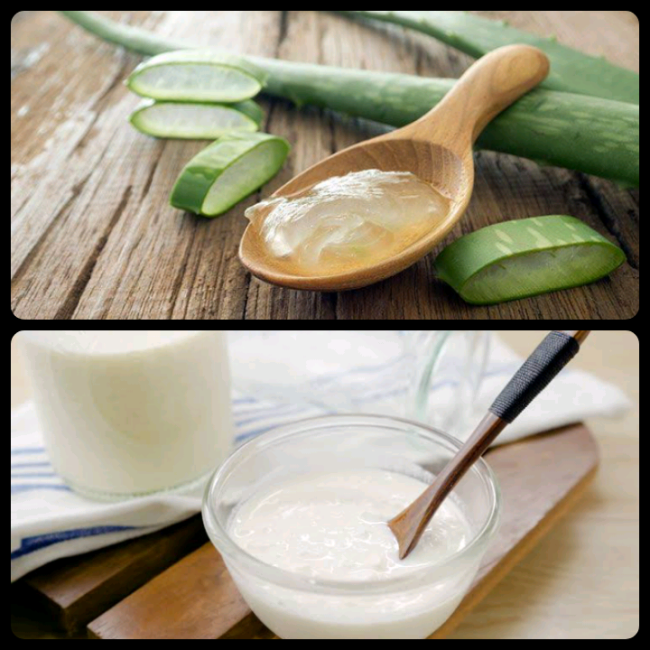 Lidah buaya dan krim susu