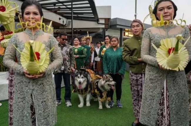 Prosesi pernikahan anjing pakai adat jawa terdapat kembar mayang di depan anjing. (Foto: YouTube)