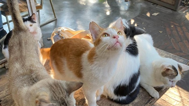 Kucing Lucu di Gartenhaus Co (4/11/2023). (Foto: Ghiska Ayu/ Intern JatimTIMES)