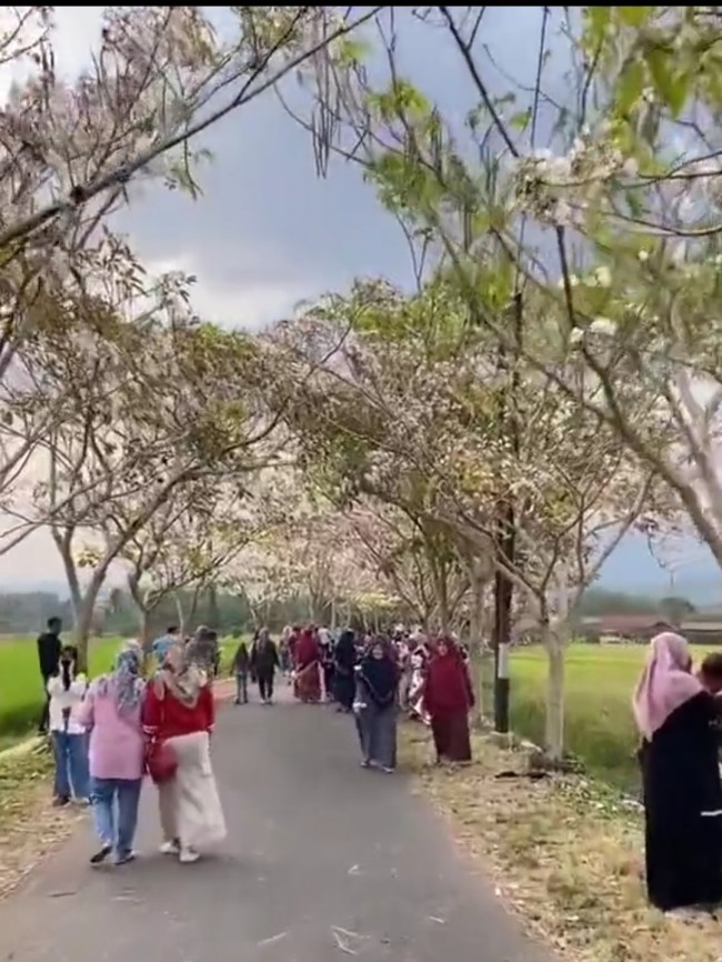 Pohon bunga tabebuya di Magelang dipenuhi pejalan kaki. (Foto: X)