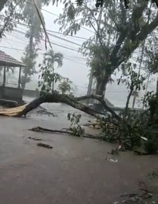 Pohon tumbang akibat hujan disertai angin di Jabung. (Foto: X/@yusufgunawan)