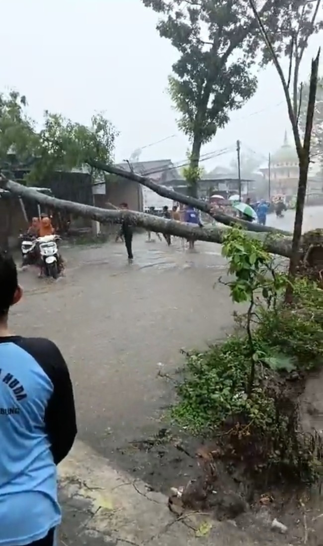 Pohon tumbang akibat hujan disertai angin di Karangploso. (Foto: X/@yusufgunawan)