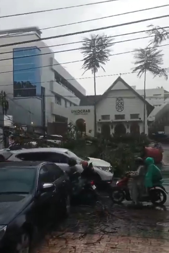 Pohon tumbang akibat hujan di depan Uniccrab, Jalan Arjuno, Kota Malang. (Foto: X/@bpbd_malangkota)