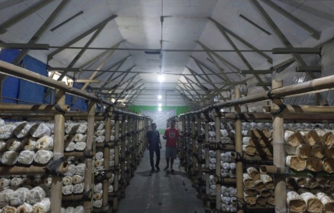 Tempat produksi jamur tiram di Lapas Kelas I Malang (foto: istimewa)