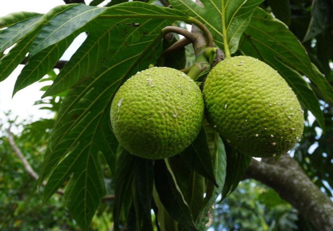 Sukun