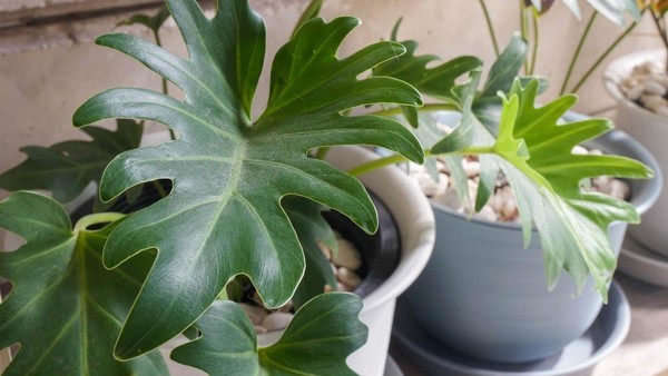 Philodendron