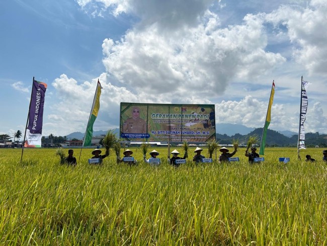 Panen raya di Mamuju bersama Pupuk Kaltim.