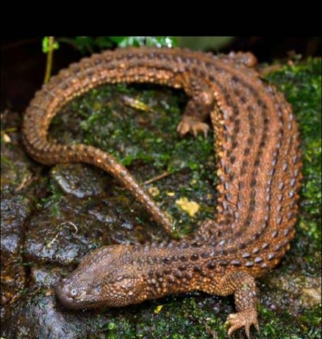 Biawak tanpa telinga