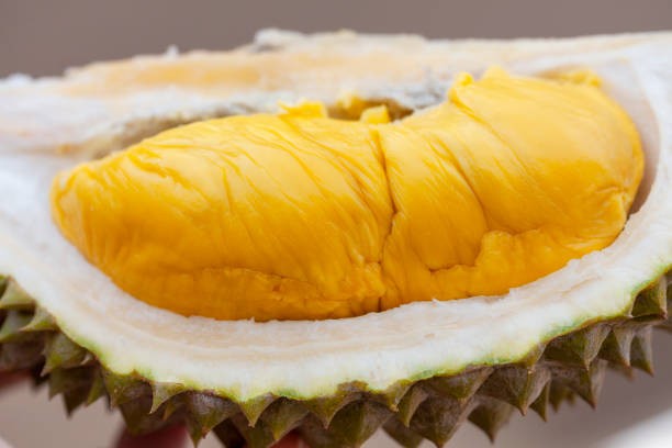 Musang King