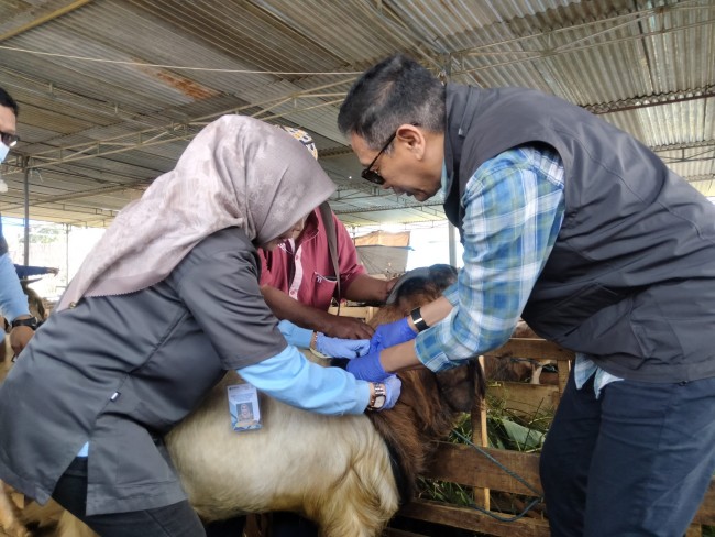 Pj Wali Kota Malang Wahyu Hidayat memasang sticker pada hewan kurban.(Foto: Riski Wijaya/MalangTIMES).