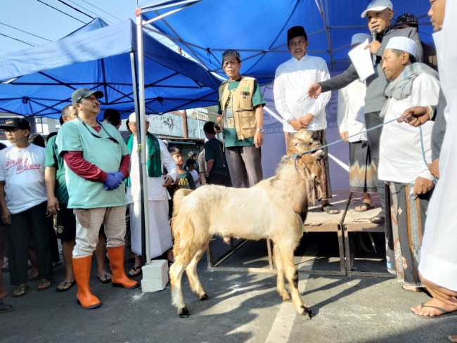 Pj Wali Kota Malang Wahyu Hidayat meninjau pemeriksaan hewan kurban sebelum disembelih.(Foto: Riski Wijaya/MalangTIMES).