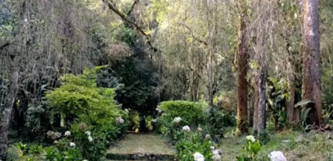 Suasana keanekaragaman hayati di Arboretum Sumber Brantas, Kota Batu. (Foto: YouTube)