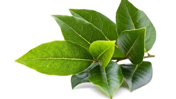 Daun salam