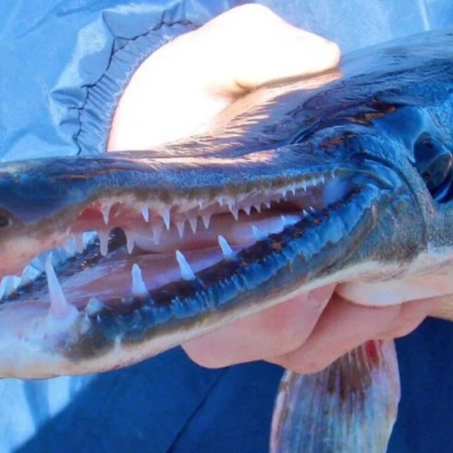Aligator Gar