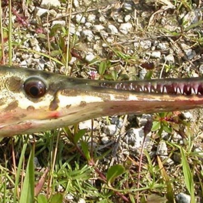 Florida Gar