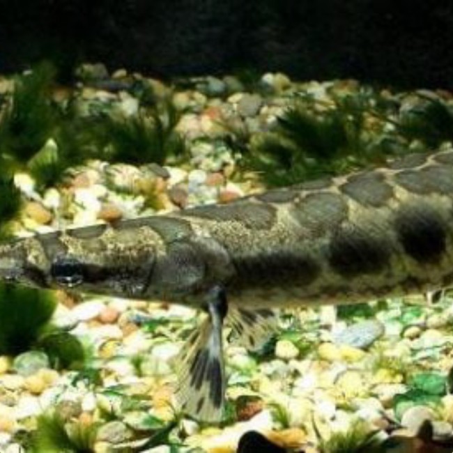 Ikan tutul