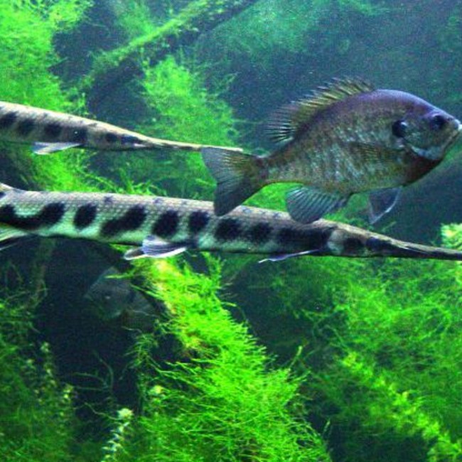 Longnose Gar