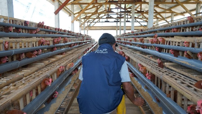 Potret 2.000 ekor ayam petelur yang diberikan PLN kepada kelompok masyarakat di Desa Karangkates. (Foto: istimewa)