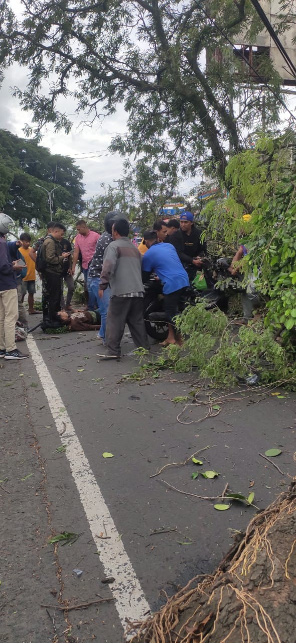 Diduga seorang pemotor tertimpa pohon tumbang. (Foto: istimewa)