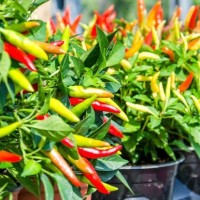 Penurunan Harga Hortikulutura Picu Deflasi di Kota Malang