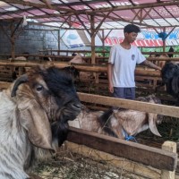 Daya Beli Melemah, Penjualan Kambing Kurban di Kota Batu Anjlok