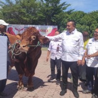 Presiden Prabowo Serahkan Sapi Kurban Seberat 1,16 Ton ke Pemkab Situbondo