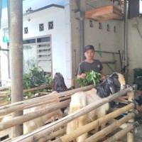 Periksa Hewan Kurban di Lapak, Dispangtan Kota Malang Temukan 1 Sapi Lumpuh