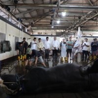 Salurkan Kurban Sapi Bantuan Presiden Prabowo untuk Masyarakat, Wali Kota Malang Sampaikan Terima Kasih