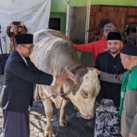 Penampakan Bull, Sapi Kurban Presiden Prabowo yang Disalurkan di Desa Pesanggrahan Kota Batu Seberat 1 Ton