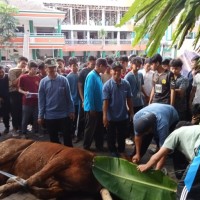 Semangat Kurban MAN 2 Kota Malang: 8 Sapi dan 23 Kambing Jadi Bukti Soliditas