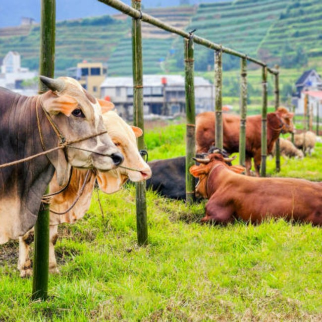 Sapi. (Foto: Pixabay)