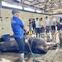 Jangan Buang Sembarangan Rumen Hewan Kurban, Dispangtan Kota Malang Beber Manfaatnya
