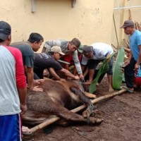 Kolaborasi MUI Forpimcam Glagah Sembelih Sapi Kurban