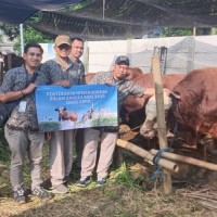 PDAM Surya Sembada Salurkan 14 Sapi Kurban ke Masyarakat Surabaya