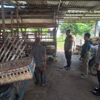 Teror Pencurian Kambing di Jombang, Pelaku Terekam CCTV