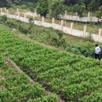 Pemkot Batu Sudah Gandeng 3 Perusahaan untuk Jamin Pasar Produk Hortikultura, Nilai Kontrak Capai 48 Miliar