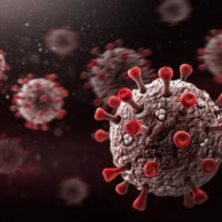 Mengenal Virus Hanta, Gejala dan Cara Pencegahannya